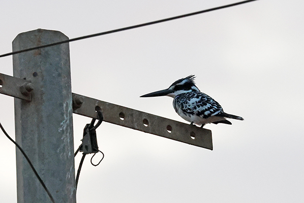 Pied Kingfisher